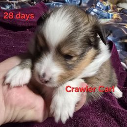 TINY Little Dungeon Crawler Carl Special Holiday Price Through Nov 30th - Sable and white male Shetland Sheepdog puppy in Houston, Texas from LaLa's Lilliputian Lassies