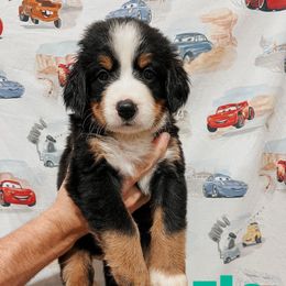 Flo - Black rust and white female Bernese Mountain Dog puppy in Box Elder, South Dakota from Pleasant Lake Bernedoodles & BMDs