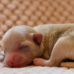 Maltese and Maltipoo Puppies from Southland Farm Kennels