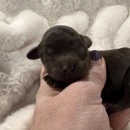 Rose - Liver female Miniature Schnauzer puppy in Silver Creek, Mississippi from Mamie’s Minis, LLC