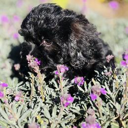 Peter - Black and white male Cavapoo puppy in Jackson, California from Disney Doodles
