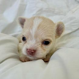 Ollie - Fawn male Chihuahua puppy in Menifee, California from Lane’s Little Long Coats