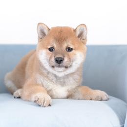 Kenan -FULL AKC REGISTRATION- - Red male Shiba Inu puppy in Neosho, Missouri from Kenny Cave K9s