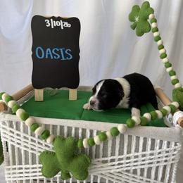 Oasis - Black tri-color male Australian Shepherd puppy in Weeki Wachee, Florida from Ace of Spades Australian Shepherds
