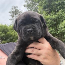 Cane Corso puppies from CANE CORSO DI DROGHEDA