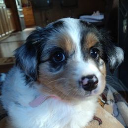 Australian Shepherds from Cedar Valley Aussie's