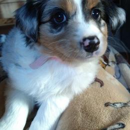 Australian Shepherds from Cedar Valley Aussie's