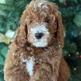 Nicolas - Red  male Goldendoodle puppy in Yuciapa, California from AlltheDoodlez_