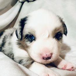 Alaska - Blue merle male Miniature Australian Shepherd puppy in Hagerstown, Maryland from Renegade Kennels