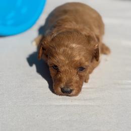 Red of Evie - Red male Yorkipoo puppy in Rush, New York from Care Bear Puppies