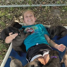 Belgian Malinois Puppies from Blue Shield Malinois