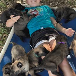 Belgian Malinois Puppies from Blue Shield Malinois