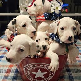 Dalmatians from Lone Star Dalmatians