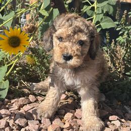 Dutton - Tri-color male Bernedoodle puppy in Longmont, Colorado from Colorado Miniature Bernedoodle Puppies