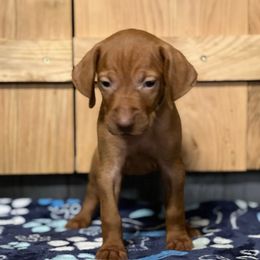 Puppy 10 - Golden rust male Vizsla puppy in Coal Center, Pennsylvania from Waymaker Vizslas