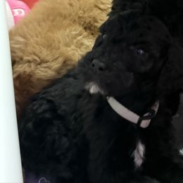 Moose - Black male Goldendoodle puppy in Richlands, North Carolina from Poodlesndoodles