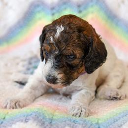 Flora - Parti female Goldendoodle puppy in Idaho Falls, Idaho from High Quality Goldendoodles