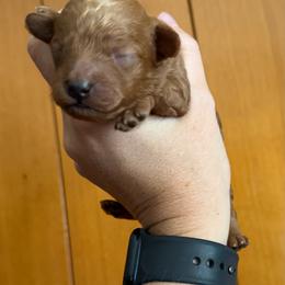 Boy 1 - Red  male Poodle puppy in Ennis, Texas from Johnson Ventures