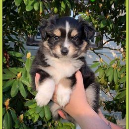 Charley - Black tri Miniature Australian Shepherd puppy in Union City, Pennsylvania from M&B Mini Aussies