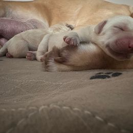 Girl 1 - Yellow female Labrador Retriever puppy in Carmichael, California from Red Barn Family Labs