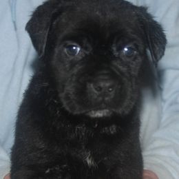 Grey Collar - Black female Cane Corso puppy in Troy, Tennessee from Storm Front Cane Corso