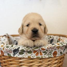 Mr Orange - Golden male Golden Retriever puppy in Moapa, Nevada from Little Bitta Luck Farms