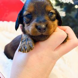 Winnie 3200 - Red female Dachshund puppy in Sylvania, Alabama from Yancey’s Doxies