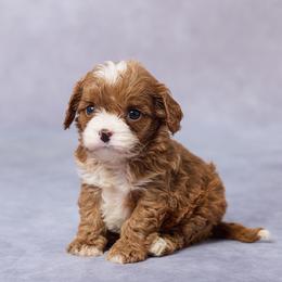 Stella - Red female Cavapoo puppy in Apple Creek, Ohio from Grandeur Valley Puppies