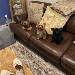 Yorkshire Terrier All Grown Up from DeRieux Yorkies