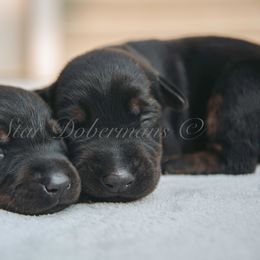 Doberman Pinscher Puppies from Black Star Dobermans