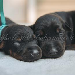 Doberman Pinscher Puppies from Black Star Dobermans