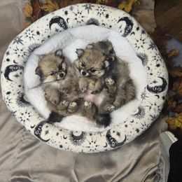 Cuddlebug - Beaver sable male Pomeranian puppy in Newport News, Virginia from Itty bitty friends