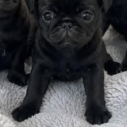 Huck - Black male Pug puppy in Hesperia, California from Amatskennel - Stubby Tails Ranch