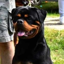 Rottweiler puppies from World Class Rottweilers And French bulldogs