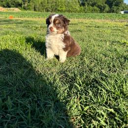Louie - Red tri male Miniature Australian Shepherd puppy in Vincennes, Indiana from Whispering Miniature Aussies