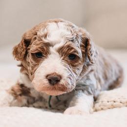 Peter - Red  male Goldendoodle puppy in Lima, Ohio from Hommel’s Mini Darling Doodles