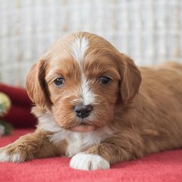 Faye - Red female Cavapoo puppy in Honey Brook, Pennsylvania from Stoltzfus Family Puppies (license number 18844)