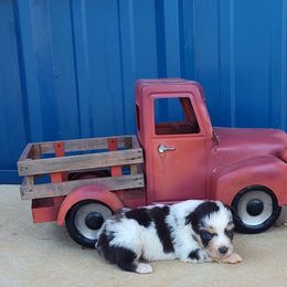 Picasso - Blue merle male Miniature Australian Shepherd puppy in Lufkin, Texas from Texas Lil Cowdogs