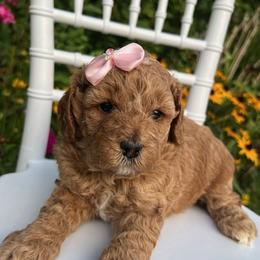 Goldendoodle puppies from Skyridge Doodles