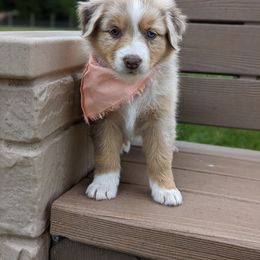 Australian Shepherd Puppies from Hickory Pines farm