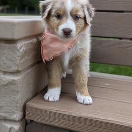 Australian Shepherd Puppies from Hickory Pines farm