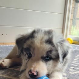 Carson - Dilute blue male Australian Shepherd puppy in Bangs, Texas from Red Wagon Aussies