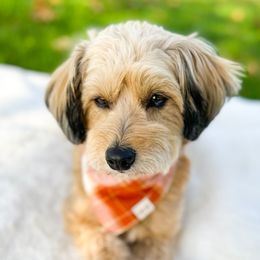 Maple - Aussiedoodle
