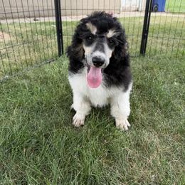 Renny - Phantom male Poodle puppy in Kenyon, Minnesota from Country Breeze Poodles