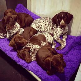 German Shorthaired Pointer Puppies from Hardwood Kennels