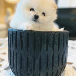 Pomeranian Puppies from Kouture Pomeranians