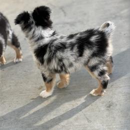 Miniature Australian Shepherd All Grown Up from Furrever.Mini.Aussies.llc