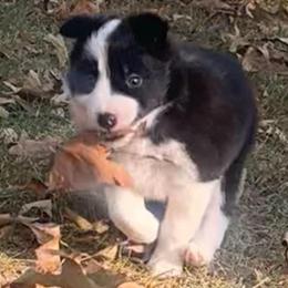 Harmony - Black and white female Border Collie puppy in Jonesboro, Arkansas from Hampton Border Collies