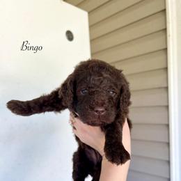 Bingo - Chocolate female Goldendoodle puppy in Taylorsville, Georgia from Sweet Southern Doodles