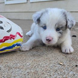 Forky - Slate merle male Border Collie puppy in Ripley, Oklahoma from Adventure5 Border Collies